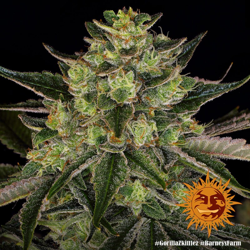 GORILLA ZKITTLEZ · Barneys Farm · semillas de marihuana  · Fem