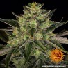 GORILLA ZKITTLEZ · Barneys Farm · semi di canapa  · Fem