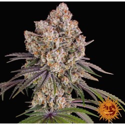 ICE CREAM CAKE · Barneys Farm · cannabis seeds · Fem