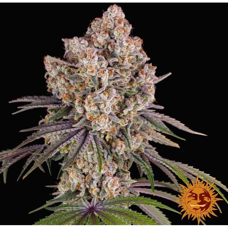 ICE CREAM CAKE · Barneys Farm · semi di canapa · Fem