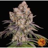 ICE CREAM CAKE · Barneys Farm · semillas de marihuana · Fem