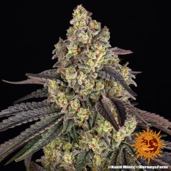KUSH MINTZ · Barneys Farm · semillas de marihuana · Fem