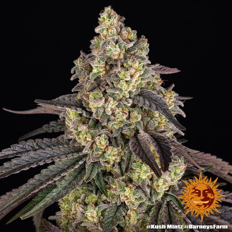 KUSH MINTZ · Barneys Farm · semillas de marihuana · Fem