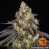 KUSH MINTZ · Barneys Farm · semi di canapa  · Fem