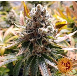 LAUGHING BUDDHA · Barneys Farm · cannabis seeds · Fem