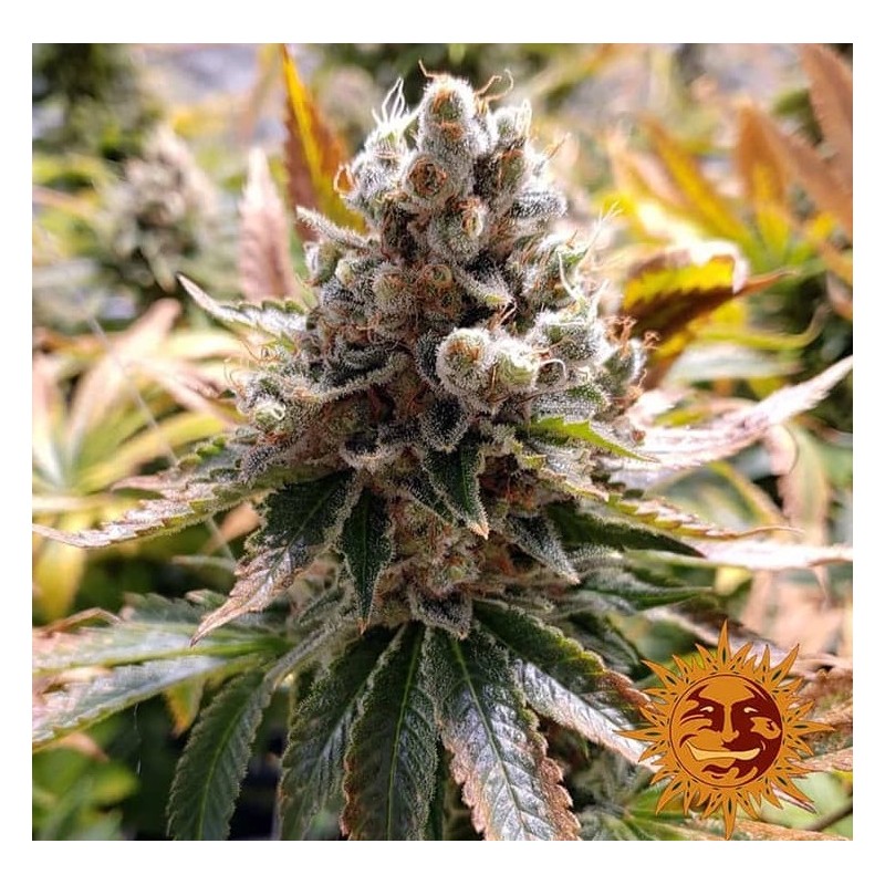 LAUGHING BUDDHA · Barneys Farm · semillas de marihuana · Fem