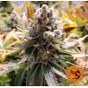 LAUGHING BUDDHA · Barneys Farm · cannabis seeds · Fem