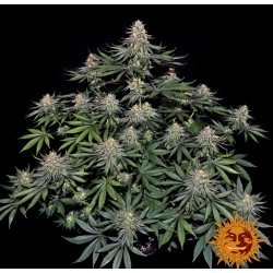 LEMON DRIZZLE · Barneys Farm · semillas de marihuana · Fem