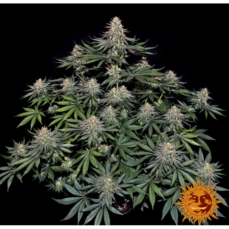 LEMON DRIZZLE · Barneys Farm · semillas de marihuana · Fem
