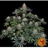 LEMON DRIZZLE · Barneys Farm  · semi di canapa · Fem