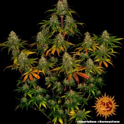 LIBERTY HAZE · Barneys Farm · semillas de marihuana  · Fem