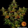 LIBERTY HAZE · Barneys Farm · cannabis seeds · Fem