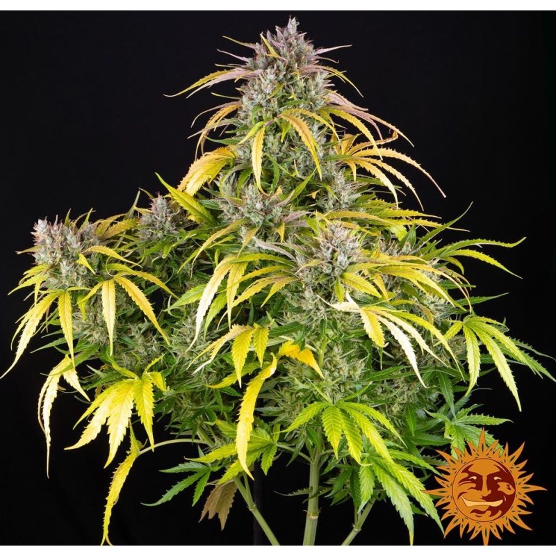 LSD AUTO · Barneys Farm · semillas de marihuana · AutoFem