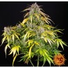 LSD AUTO · Barneys Farm · semillas de marihuana · AutoFem