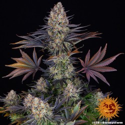 LSD Semi Femminizzati | Barney's Farm | Viaggio Psichedelico