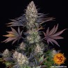 LSD · Barneys Farm · semillas de marihuana · Fem