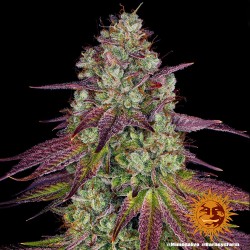 MIMOSA EVO · Barneys Farm  · semillas de marihuana · Fem