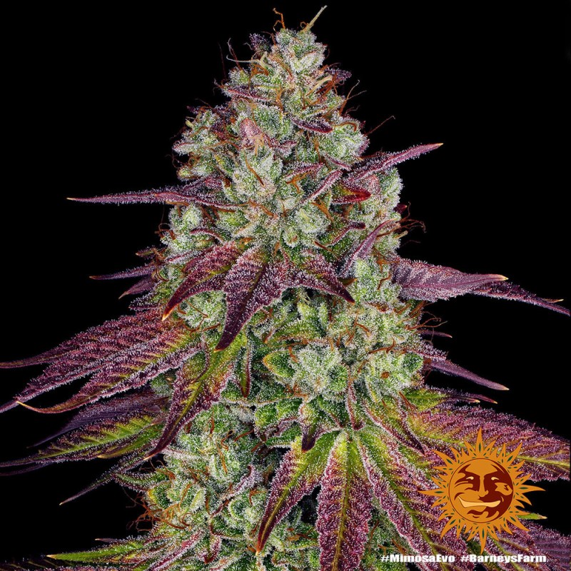MIMOSA EVO · Barneys Farm  · semillas de marihuana · Fem