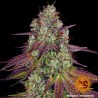MIMOSA EVO · Barneys Farm  · semi di canapa · Fem