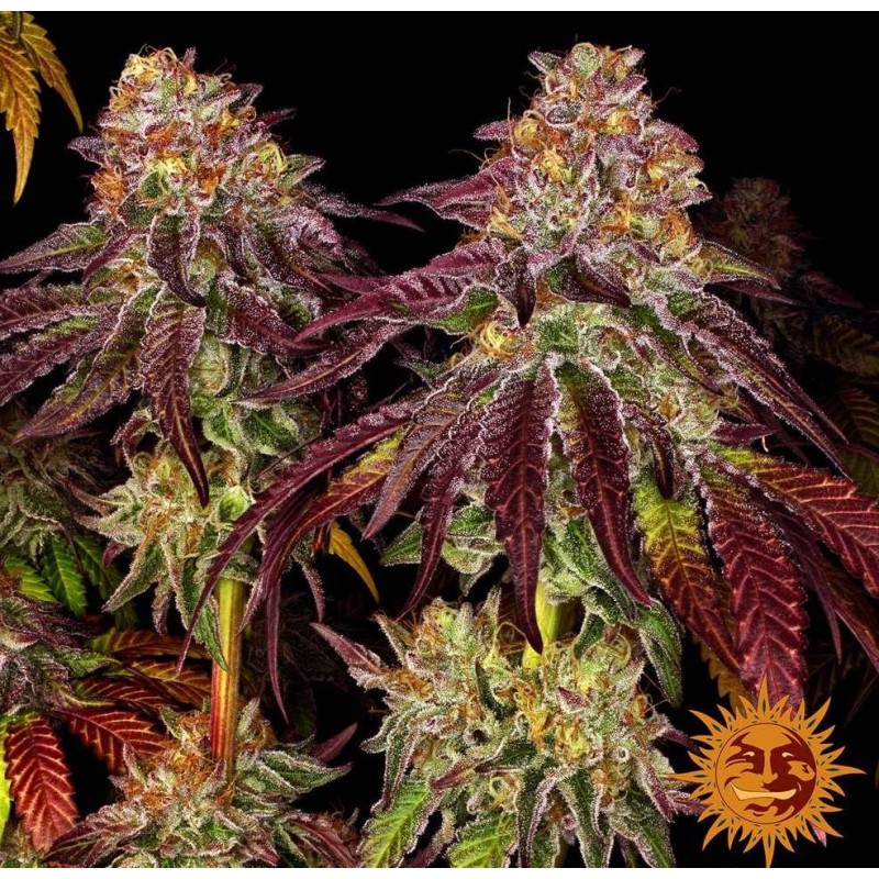 MIMOSA X ORANGE PUNCH AUTO · Barneys Farm · semillas de marihuana · AutoFem