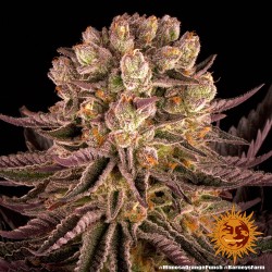 MIMOSA X ORANGE PUNCH · Barneys Farm · semi di canapa · Fem