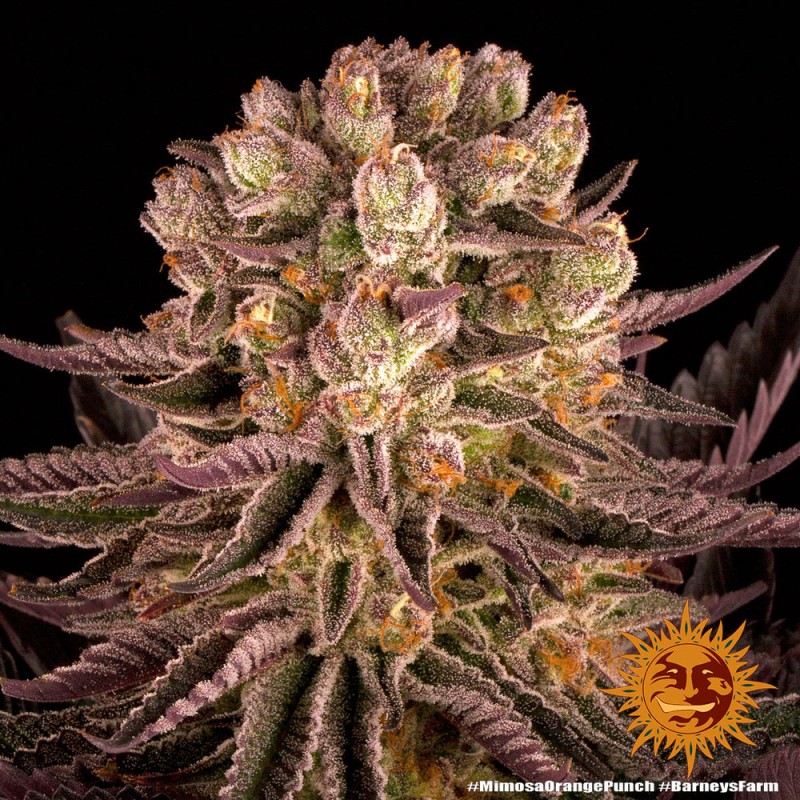 MIMOSA X ORANGE PUNCH · Barneys Farm · cannabis seeds · Fem