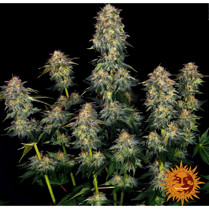 MOBY DICK AUTO · Barneys Farm · semillas de marihuana · AutoFem