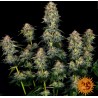 MOBY DICK AUTO · Barneys Farm · semillas de marihuana · AutoFem
