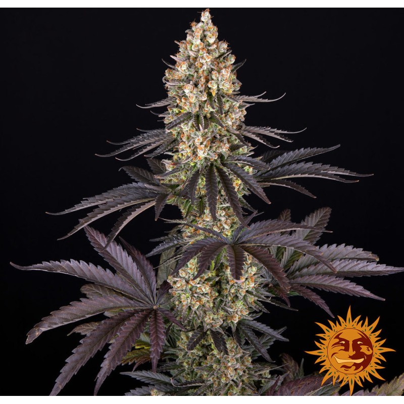 OG KUSH · Barneys Farm · semi di canapa · Fem