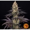 OG KUSH · Barneys Farm · semillas de marihuana · Fem