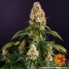 ORANGE SHERBERT · Barneys Farm · cannabis seeds · Fem