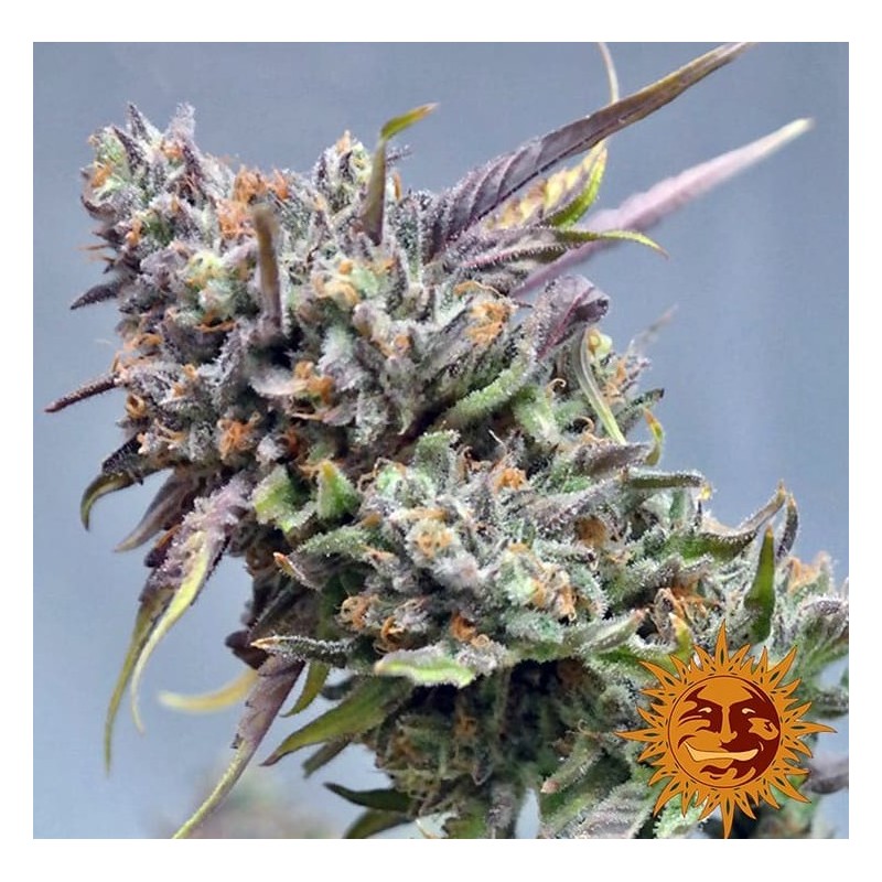 PEYOTE COOKIES · Barneys Farm · semillas de marihuana · Fem