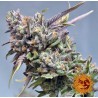 PEYOTE COOKIES · Barneys Farm · cannabis seeds · Fem