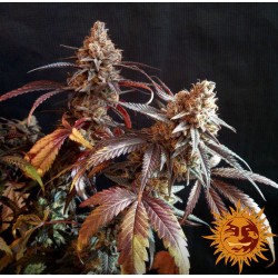 PEYOTE CRITICAL · Barneys Farm · semi di canapa indiana  · Fem