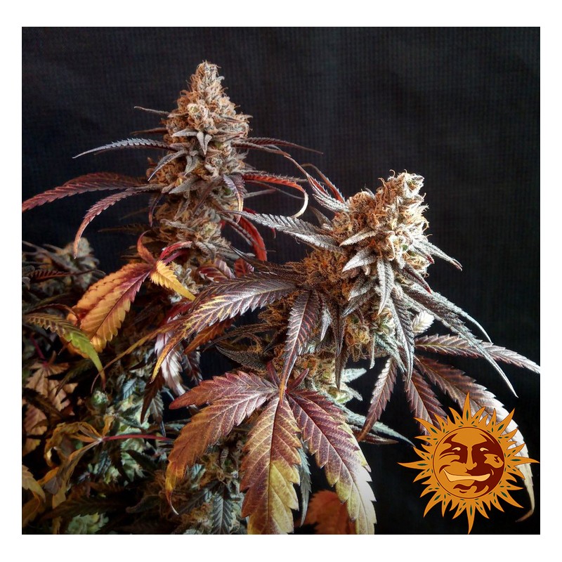 PEYOTE CRITICAL · Barneys Farm · semillas de marihuana · Fem