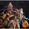 PEYOTE CRITICAL · Barneys Farm · semi di canapa indiana  · Fem