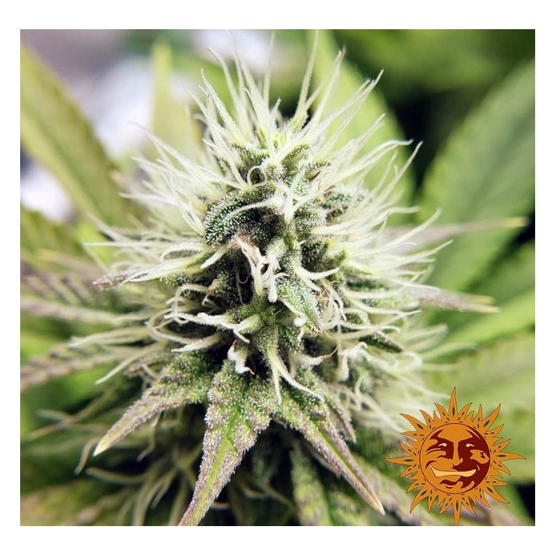 PINEAPPLE CHUNK · Barneys Farm · semillas de marihuana · Fem