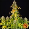 PINEAPPLE EXPRESS AUTO · Barneys Farm  · semillas de marihuana · AutoFem