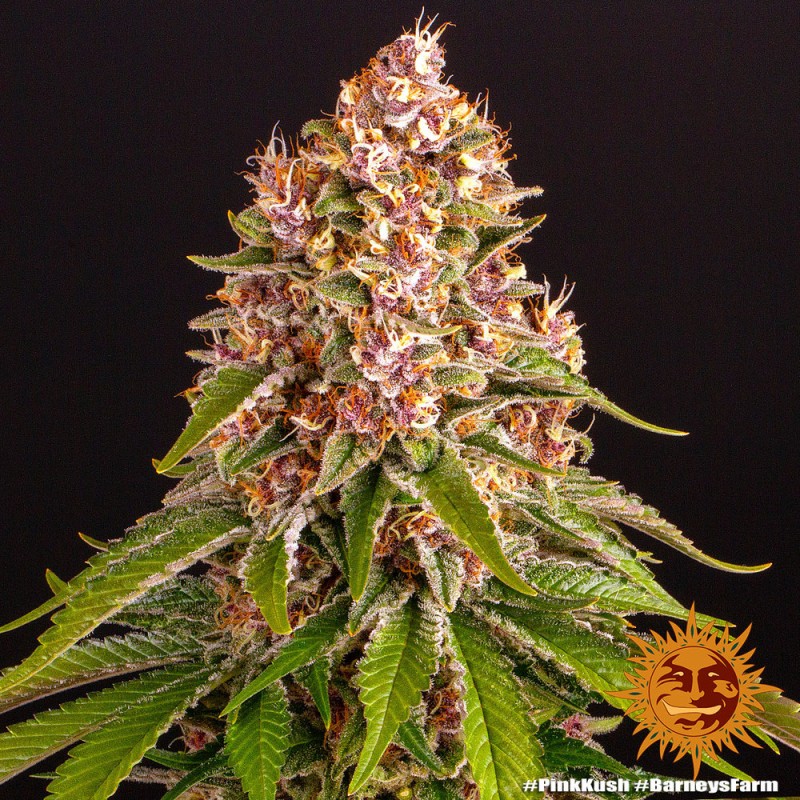 PINK KUSH · Barneys Farm · semi di canapa · Fem