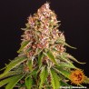 PINK KUSH · Barneys Farm · semi di canapa · Fem