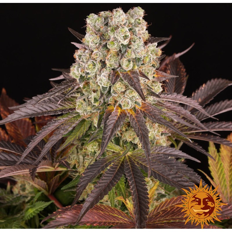 PURPLE PUNCH  X LEMON DRIZZLE · Barneys Farm · semi di canapa  · Fem