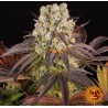 PURPLE PUNCH  X LEMON DRIZZLE · Barneys Farm · cannabis seeds · Fem