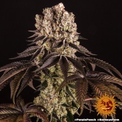 PURPLE PUNCH · Barneys Farm · semillas de marihuana · Fem