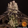 PURPLE PUNCH · Barneys Farm · semillas de marihuana · Fem
