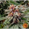 RUNTZ AUTO · Barneys Farm · semillas de marihuana · AutoFem