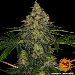 SHISKABERRY · Barneys Farm · cannabis seeds · Fem
