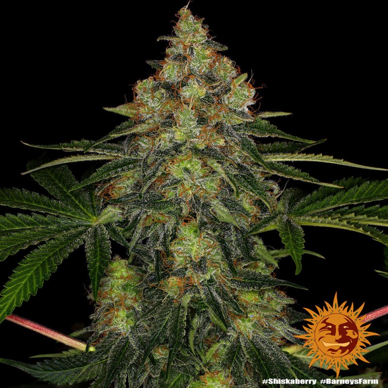 SHISKABERRY · Barneys Farm · semi di canapa · Fem