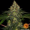 SHISKABERRY · Barneys Farm · semi di canapa · Fem