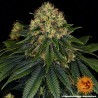 SKYWALKER OG AUTO · Barneys Farm · semillas de marihuana · AutoFem