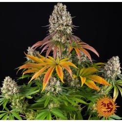 SOUR DIESEL  · Barneys Farm · semi di canapa  · Fem